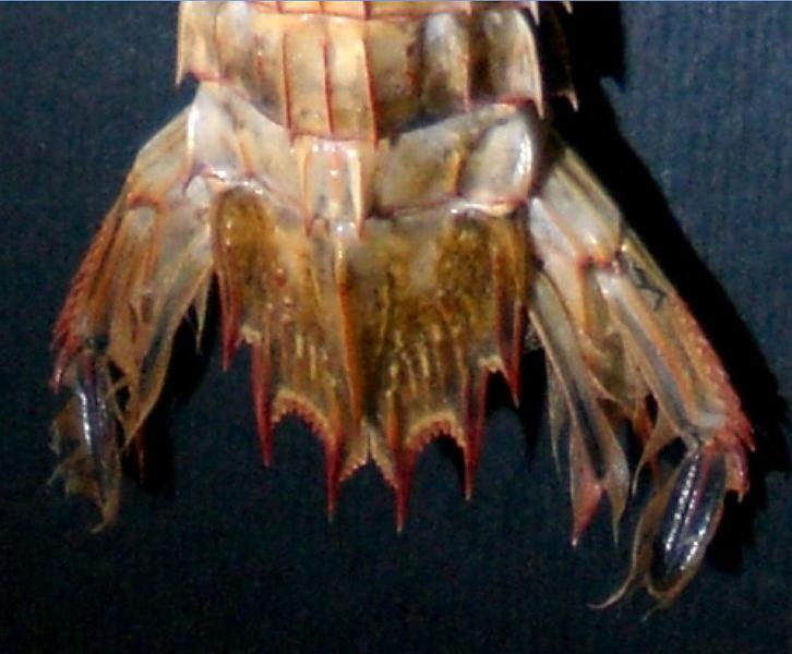 Visaya lira T.F.C. AS5-6 and telson.jpg